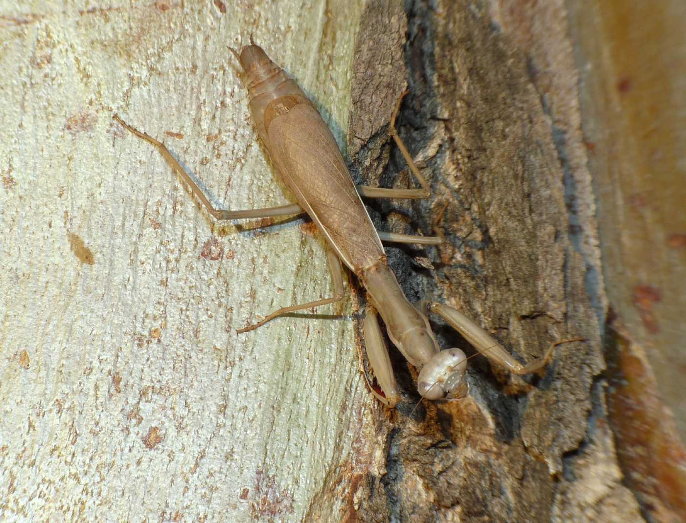 Iris oratoria tardiva